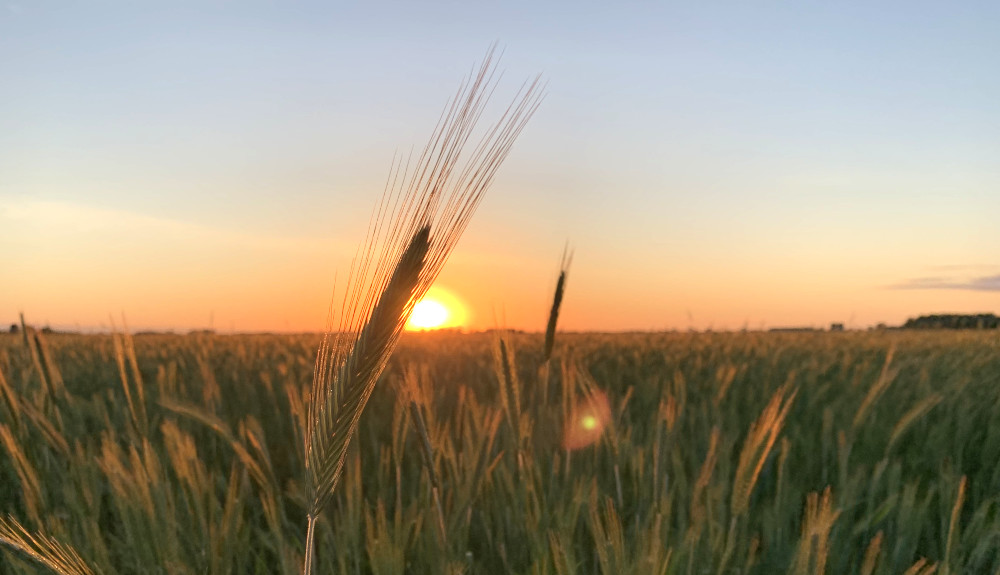 rye head in field